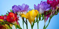 Freesia Flower Bulbs - 10 Pack - Fragrant Mixed Colors - Freesia spp.