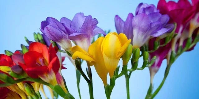 Freesia Flower Bulbs - 10 Pack - Fragrant Mixed Colors - Freesia spp.