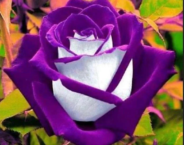 White Purple Rose Seeds - 10 Perennial Flower Bush Seeds - Rosa spp. for Garden Planting