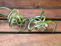 Variegated Bonnie Curly Spider Plant Cuttings - 2 Live Baby Plants - Chlorophytum Comosum
