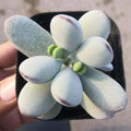 Cotyledon Orbiculata CV Succulent Plant in 2" Pot | Indoor Decor | Rooted Plant