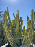 Cereus repandus Edible Cactus Cutting - Nearly 2 Ft Long, Tropical Green Variety, Perfect for Gardens and Indoor Decor