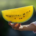Moon and Stars Watermelon Seeds - 10+ Yellow Flesh - Non-GMO Heirloom - Fresh - Citrullus lanatus