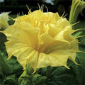 Golden Queen Angel Trumpet Seeds - 10 Brugmansia Datura Flowers - USA Grown