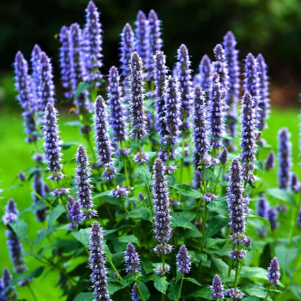 Korean Mint Seeds - 500+ Count - Heirloom Herb Giant Hyssop (Agastache rugosa) for 2025 Planting