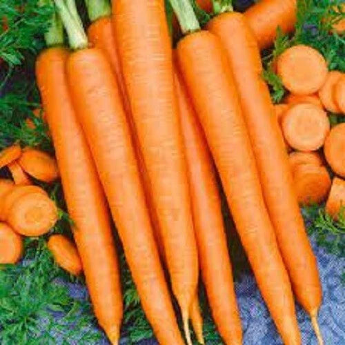 Premium Tendersweet Carrot Seeds - Fresh Organic Heirloom Variety - Daucus carota Subsp. sativus