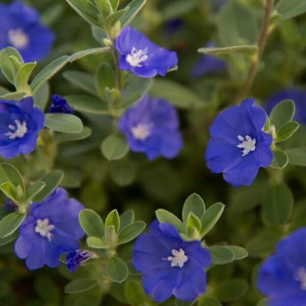Evolvulus Blue Daze Live Plant Plug - Well-Rooted Ground Cover - Blue Flowers - Perfect for Gardens and Landscaping