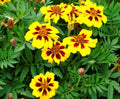 French Marigold Seeds - Dainty Marietta Dwarf Variety - 75 Fresh Seeds - Tagetes patula - Free USA Shipping