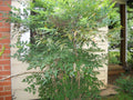 Evergreen Nandina Heavenly Bamboo Shrub Plant - Hardy Ornamental Bush (Nandina domestica)