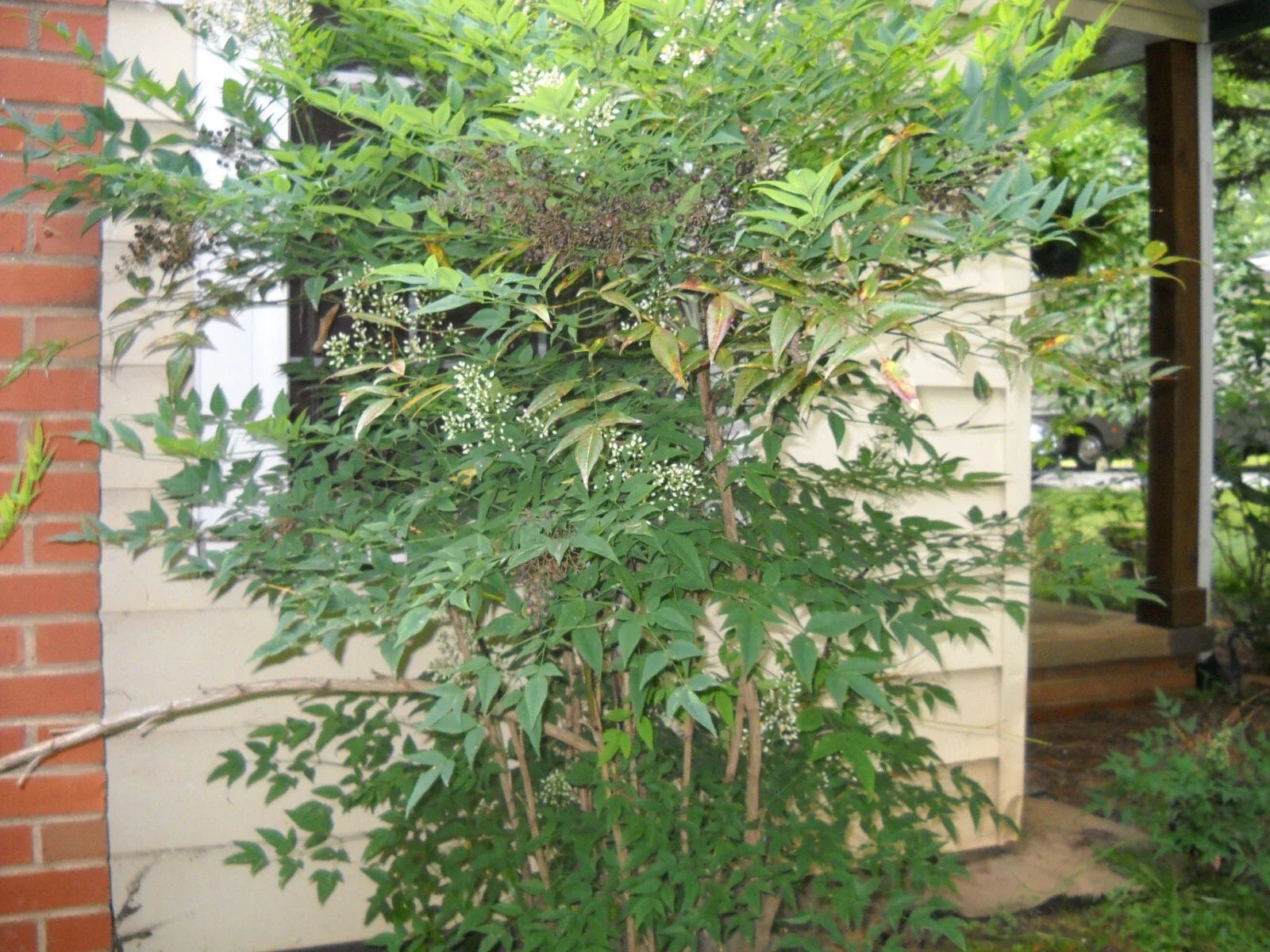 Evergreen Nandina Heavenly Bamboo Shrub Plant - Hardy Ornamental Bush (Nandina domestica)