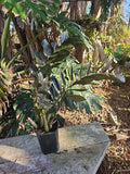 XXL ZZ Plant Zamiifolia in 6" Pot - Mature Black Raven Variety, Fully Rooted, 31" Tall Indoor Houseplant