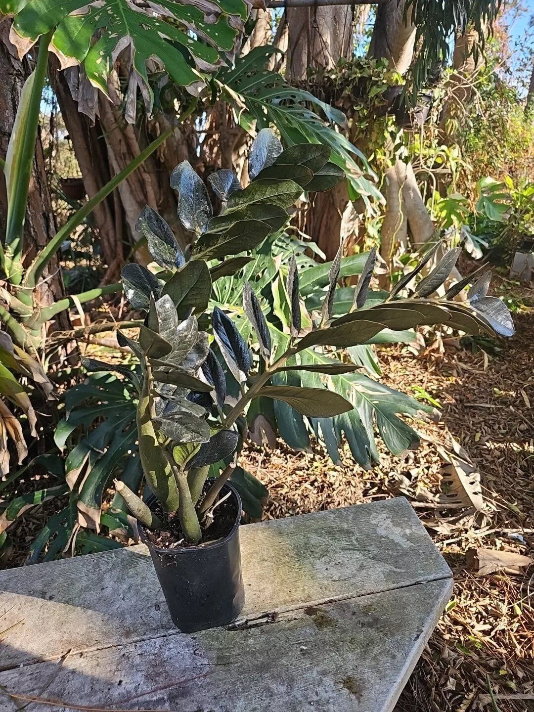 XXL ZZ Plant Zamiifolia in 6" Pot - Mature Black Raven Variety, Fully Rooted, 31" Tall Indoor Houseplant