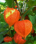 Chinese Lantern Plant - Dried Orange Red Lantern - Physalis - EZ Grower for Arrangements