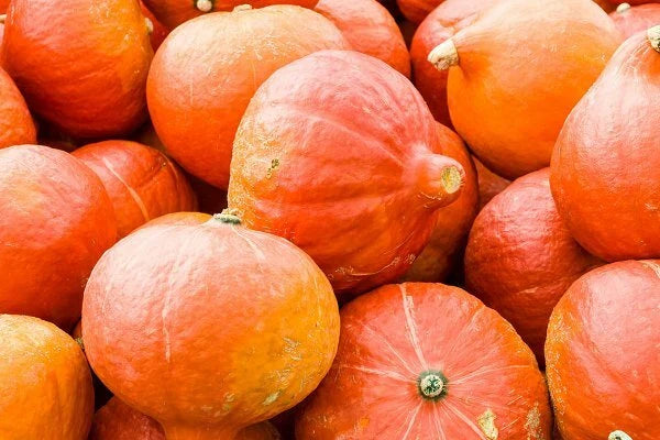Orange Magic Winter Squash Seeds - Fresh Seeds for Planting - Cucurbita maxima