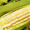 Pencil Cob Corn Seeds | Heirloom Variety | Fresh Garden Seeds | Zea mays