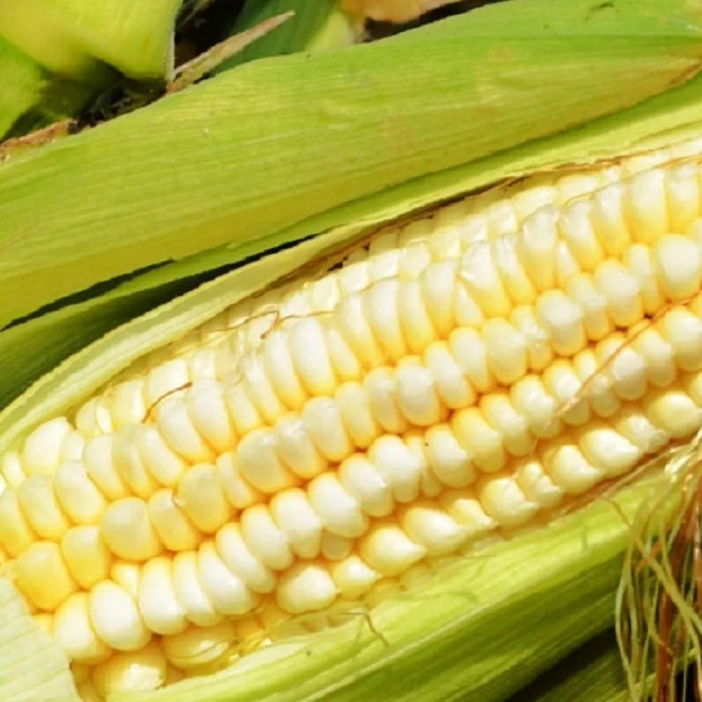 Pencil Cob Corn Seeds | Heirloom Variety | Fresh Garden Seeds | Zea mays