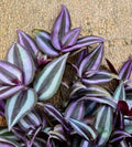 Tradescantia Zebrina Cuttings (10+ Pieces) | Wandering Jew Plant | Healthy and Fast Shipping