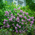 Live Old Fashion Lilac Plant – 16-24" Bare Root – Syringa vulgaris – Fragrant Purple Blooms