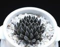 Rare Succulent Seeds 100Pcs Pack - Sinocrassula Yunnanensis - Unique Drought-Resistant Plant Variety
