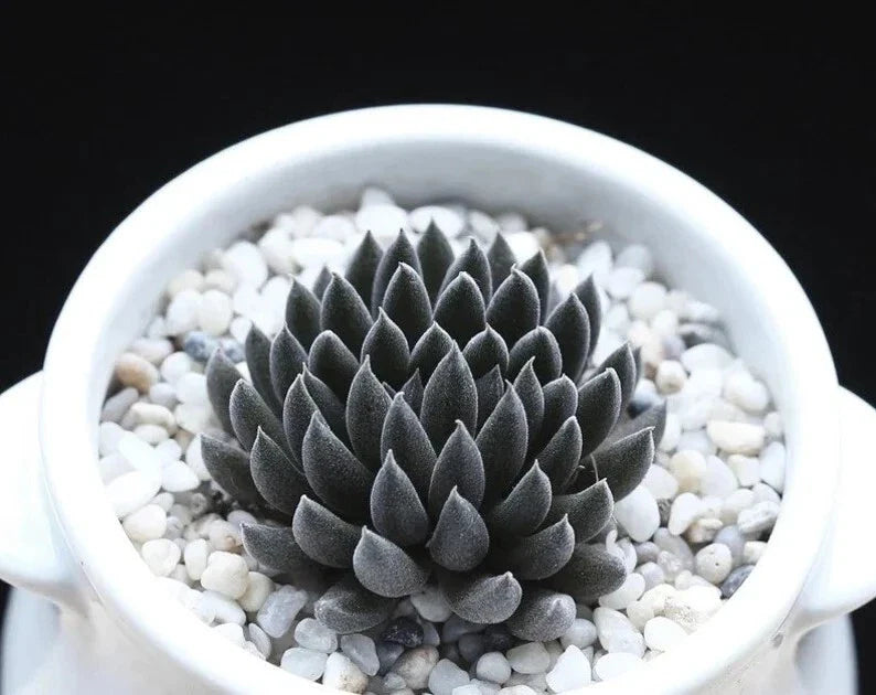 Rare Succulent Seeds 100Pcs Pack - Sinocrassula Yunnanensis - Unique Drought-Resistant Plant Variety