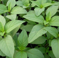 Lime Basil Seeds 600+ Pack - Annual Culinary Herb Seeds (Ocimum basilicum) - Non-GMO, Free Shipping