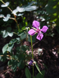 Clarkia Rhomboidea Seeds | 200 CL Non-GMO Deerhorn Clarkia | Easy to Grow Wildflower Seeds | Native American Wildflower