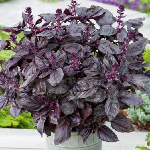 Dark Opal Purple Basil Seeds - Heirloom Non-GMO Thai Red Rubin for 2025 Planting