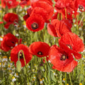Poppy Seeds - Shirley Red - 1910 Seeds - Papaver rhoeas - Buy Any 15 - Ships Free