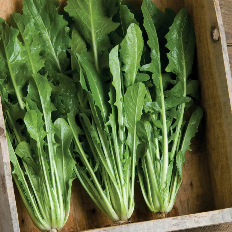 Heirloom Italian Dandelion Seeds - Catalogna Emerald Endive - 500 Count - Organic Non-GMO