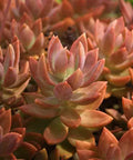Graptosedum Copper Glow Plant - 3" Diameter Succulent - Decorative Houseplant - Easy Care Succulent
