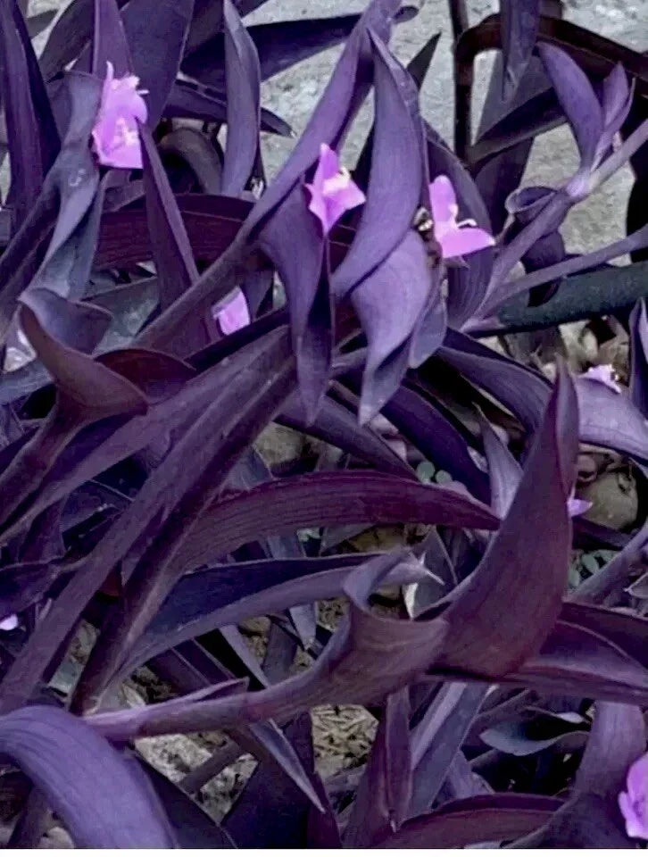 Purple Wandering Jew Live Plant 4" Pot, 6 Shoots, Tradescantia zebrina, Indoor Houseplant, Trailing Vine, Easy Care
