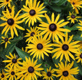 Black Eyed Susan Seeds 4000 Perennial Butterfly Flower Rudbeckia hirta - Garden Planting Seeds, Free Shipping