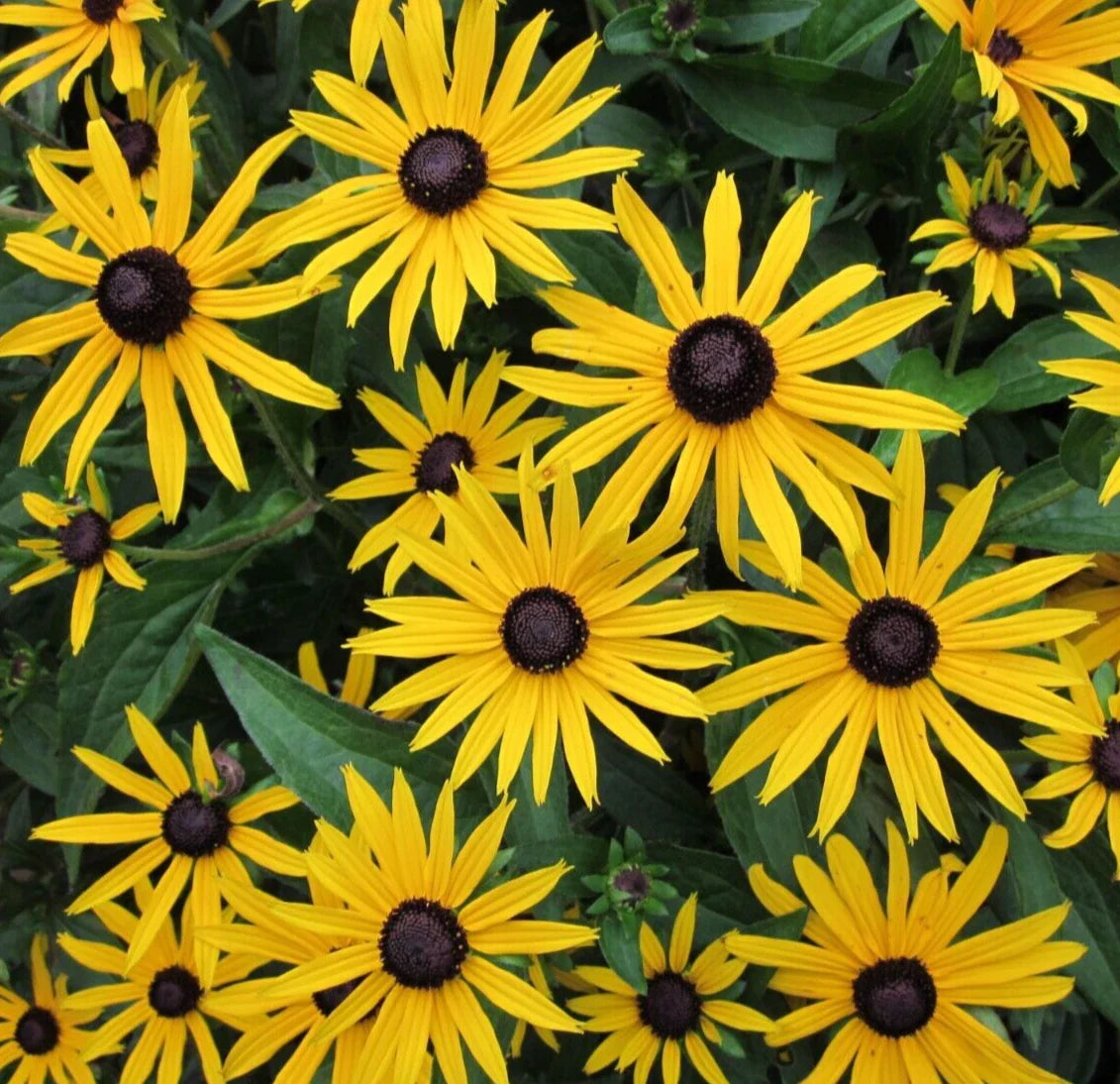 Black Eyed Susan Seeds 4000 Perennial Butterfly Flower Rudbeckia hirta - Garden Planting Seeds, Free Shipping