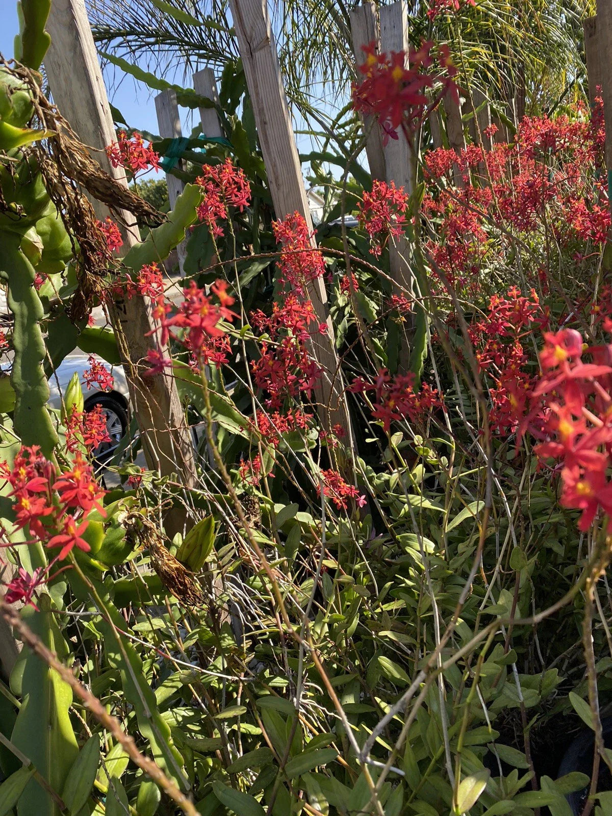 Epidendrum Orchid Set of 3 Pieces with Roots Red Yellow Orange Purple 4-8 Inches Long