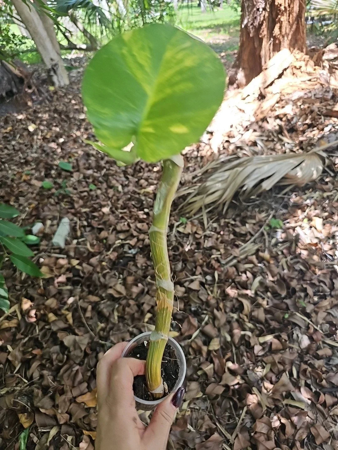 Giant Variegated Golden Pothos Plant - Climbing Hawaiian - Larger Trunk - Epipremnum aureum