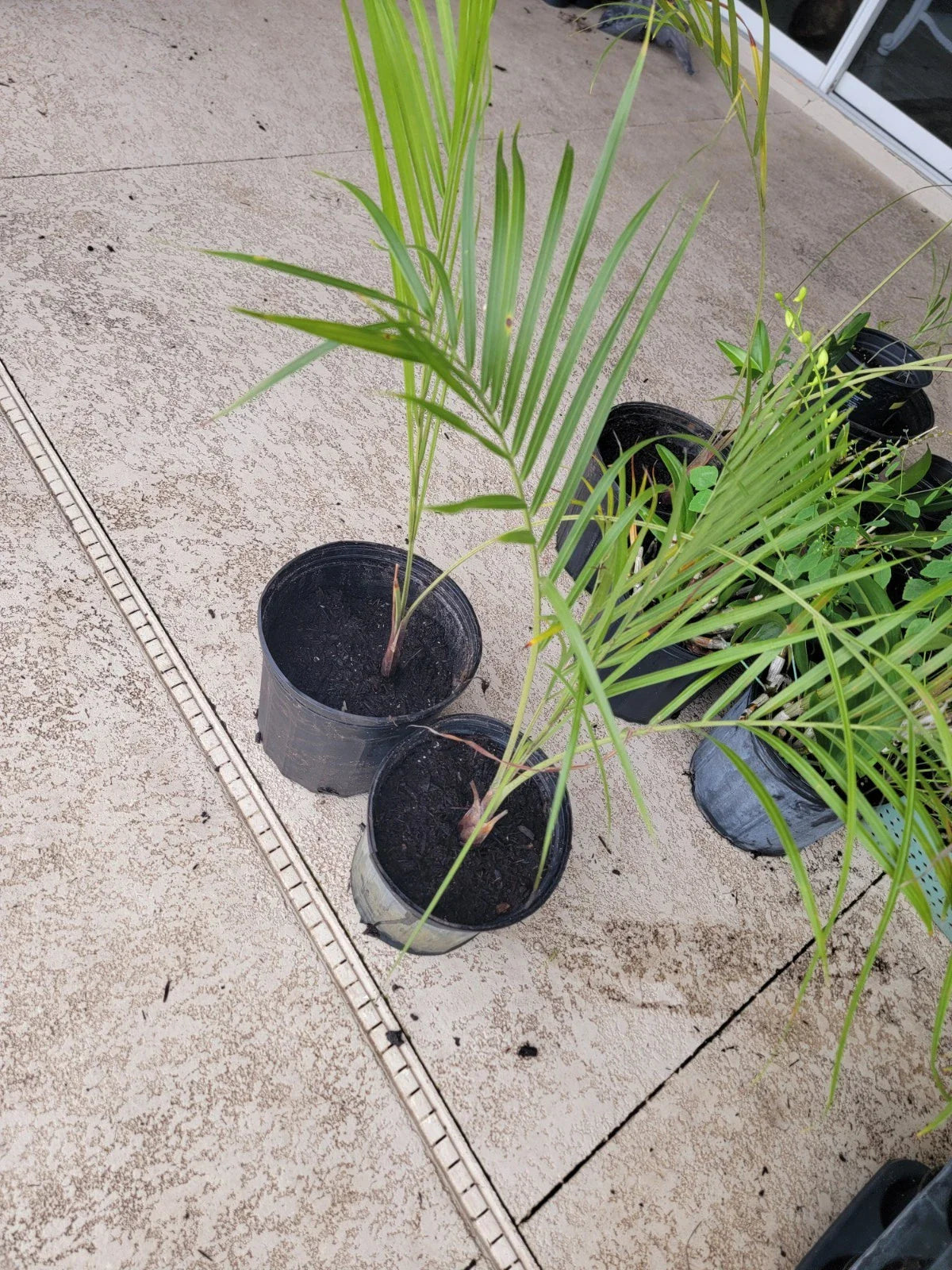 Triangle Palm Trees - 2 Pack - Bare Root - Dypsis decaryi