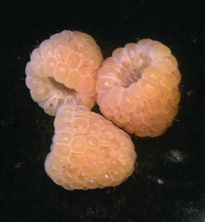 Yellow Anne Raspberry Live Starter Plant - Self-Pollinating, Medium/Large Yellow Berries, Zones 4-9, Rubus idaeus 'Anne'