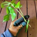 Monstera Minima Rooted Cutting, Air-Purifying Live Indoor Plant, Monstera adansonii
