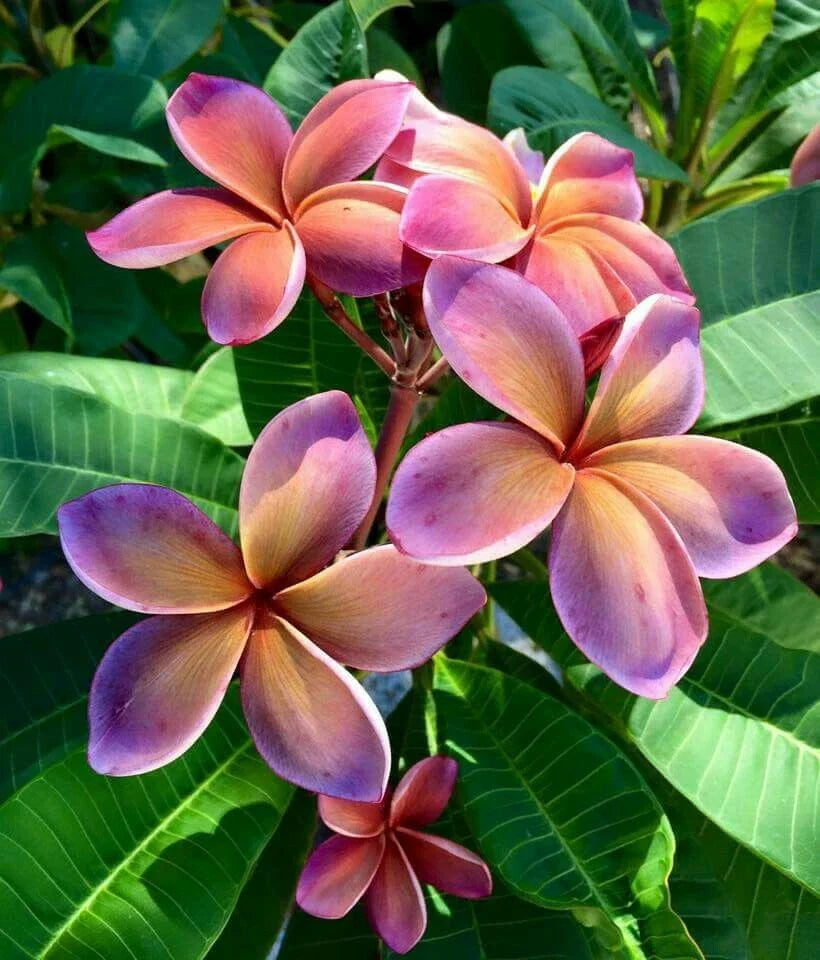 Pink Orange Plumeria Seeds - 5 Perennial Flower Seeds - Frangipani (Plumeria) - US Seller