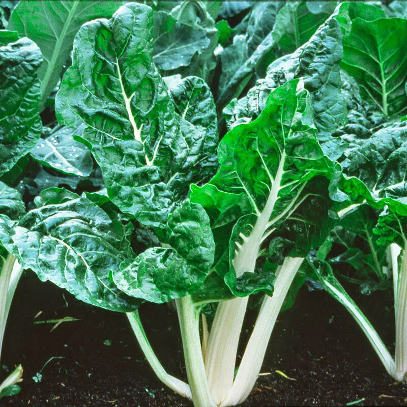 Swiss Chard Seeds 50+ Seeds Lucullus Variety Beta vulgaris subsp. cicla for Home Gardening