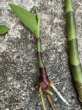 Yellow Spiral Ginger Rooted Cutting - Dimerocostus strobilaceus - Hawaiian Grown Tropical Plant