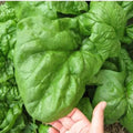 Giant Noble Spinach Seeds - 500 Non-GMO Long Standing Variety - Spinacia oleracea