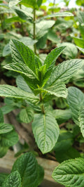 Mjito Mint Plant - 5 Bare Root Live Plants - Mentha x villosa - Fresh Culinary Herb for Garden and Kitchen