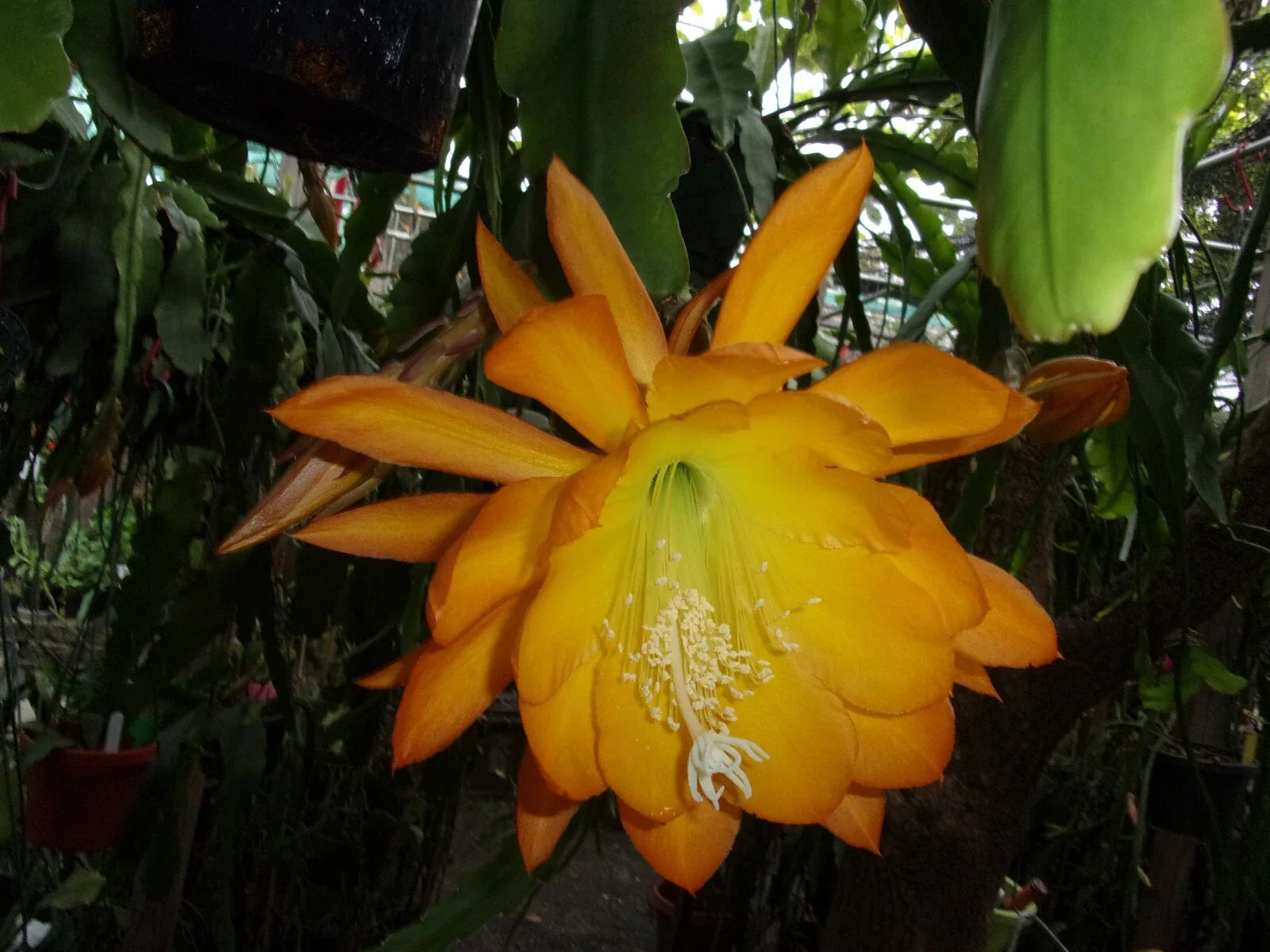 Epiphyllum Orchid Cactus Cutting "Spiced Takuan" - Fragrant Flowering Plant, Exotic Houseplant, Unique Garden Addition