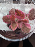 Episcia “Pink Smoke” Flame Violet (Episcia cupreata) – Variegated Bareroot Starter Plant | Easy Indoor Houseplant