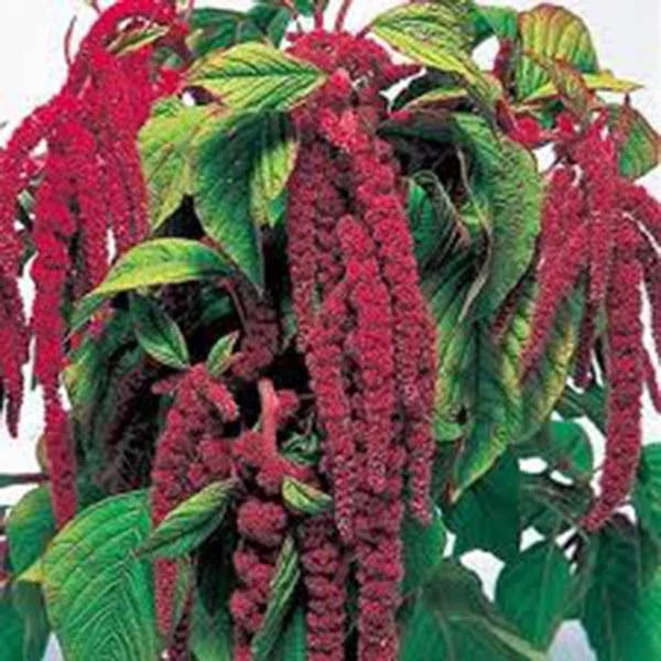 Love Lies Bleeding Seeds - 1000+ Seeds, Striking Maroon Blooms, Amaranthus caudatus