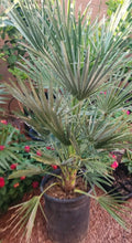 Mediterranean Fan Palm Tree, 7 Gal Pot, Chamaerops Humilis, 40" Height, 7 Years Old