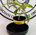 Well Rooted Hoya Tannaensis Plant - Tropical Indoor Houseplant - Beautiful Green Foliage - Easy Care