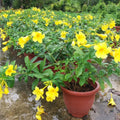 Yellow Allamanda Live Plants - 2 Plug Size Starter Plants - Allamanda cathartica - 5 to 8 Inches Tall
