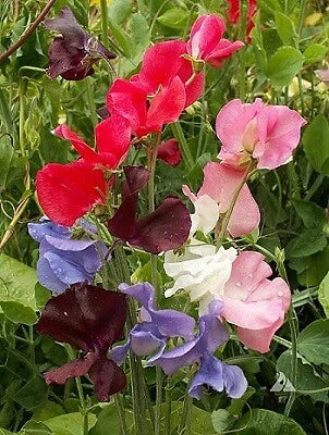Sweet Pea Seeds 250 Count Early Multiflora Gigantea Mix Lathyrus odoratus